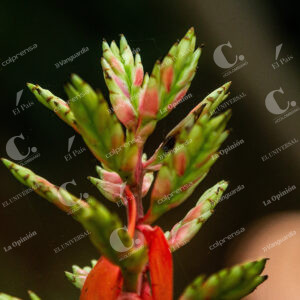 Bromelias