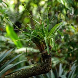 Bromelias