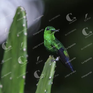 Colibríes