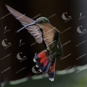 Colibríes