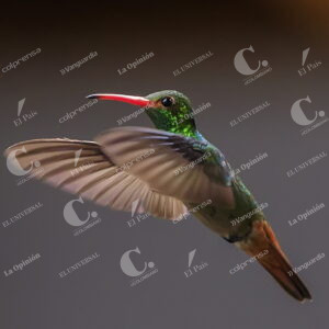 Colibríes