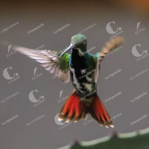 Colibríes