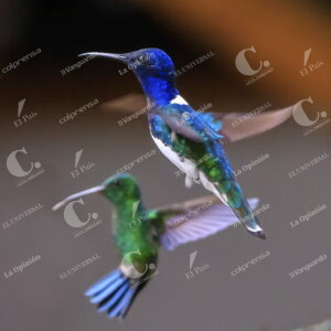 Colibríes