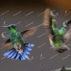 Colibríes
