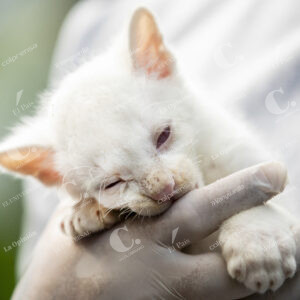 Felina Silvestre Albina
