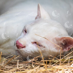 Felina Silvestre Albina