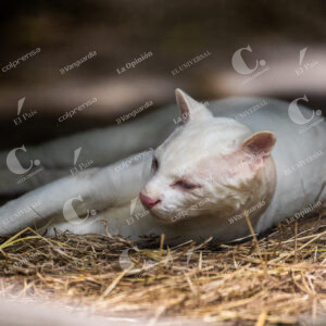 Felina Silvestre Albina