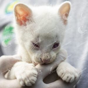 Felina Silvestre Albina