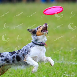Skyhoundz