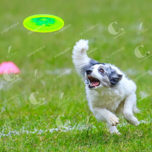 Skyhoundz