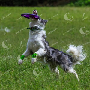 Skyhoundz