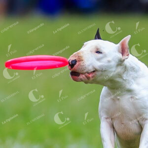 Skyhoundz