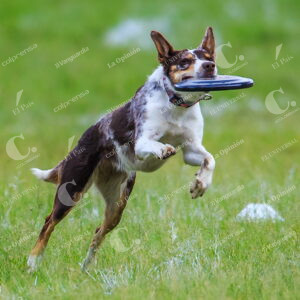 Skyhoundz