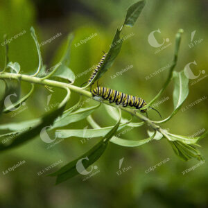 Jardín Botánico Mariposa Monarca