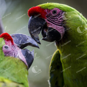 Zoológico Santa Fe de Medellín