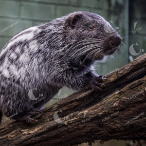 Zoológico Santa Fe de Medellín