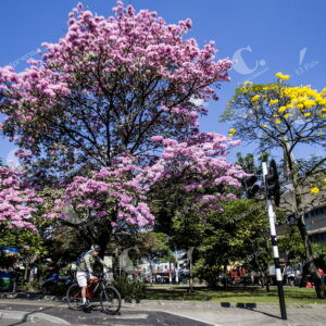 Medellín Árboles