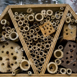 Abejas