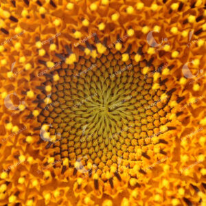 Jardín Botánico