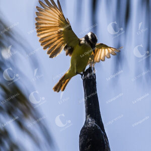 Medellín Aves