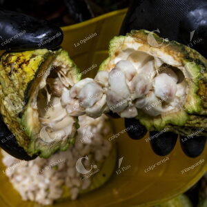 Cultivos de Cacao