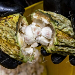 Cultivos de Cacao