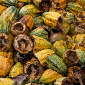 Cultivos de Cacao