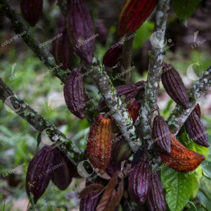Cultivos de Cacao