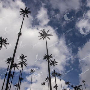 Valle del Cocora