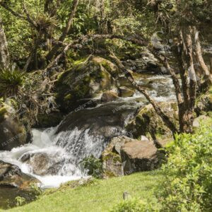 Valle del Cocora