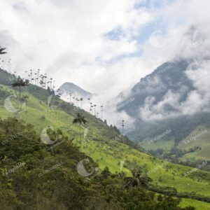 Valle del Cocora