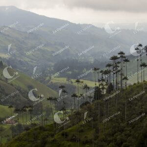 Valle del Cocora