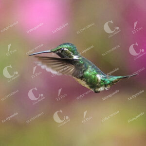 Colibríes en Guarne
