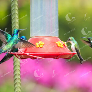 Colibríes en Guarne