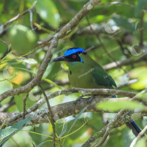 Colibríes en Guarne