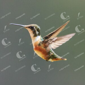 Colibríes en Guarne