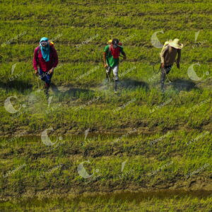 Cultivo de Arroz
