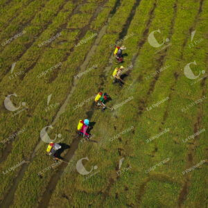 Cultivo de Arroz