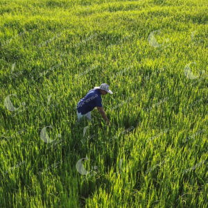 Cultivo de Arroz