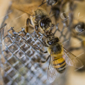 Cultivo de Abejas