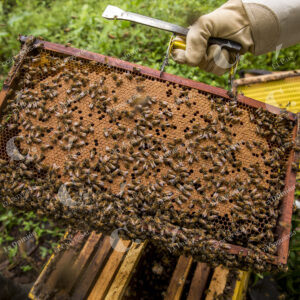Cultivo de Abejas