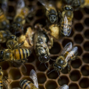 Cultivo de Abejas