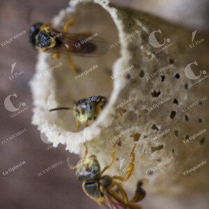 Cultivo de Abejas