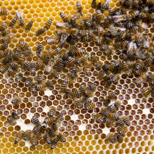 Cultivo de Abejas