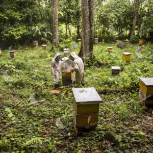 Cultivo de Abejas