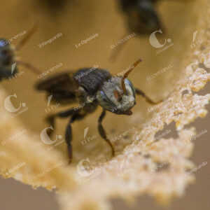 Cultivo de Abejas