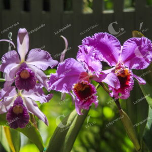 Exhibición de Orquídeas y Flores