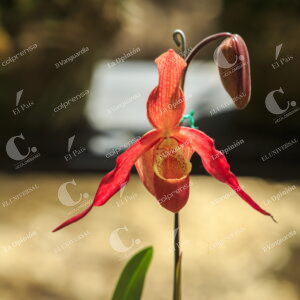 Exhibición de Orquídeas y Flores