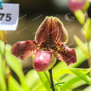 Exhibición de Orquídeas y Flores