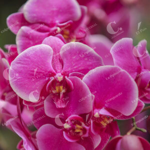 Exhibición de Orquídeas y Flores